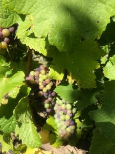 Early veraison in pinot noir grapes at Paul Henschke's vineyard