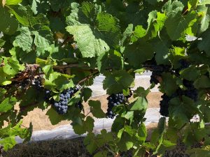 Pinot Noir grapes