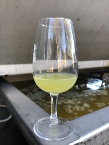 Freshly pressed sauvignon blanc juice