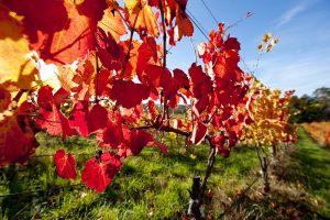 vines in autumn