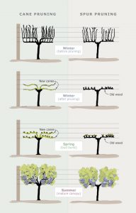 cane versus spur pruning in the vineyard