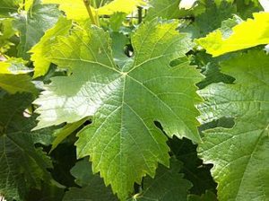 tempranillo leaf